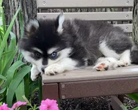 Tina, a female Alaskan Husky for sale in Fountain City, IN – 5 of 7