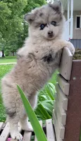 Sheila, a female Pomsky for sale in Fountain City, IN – 3 of 6