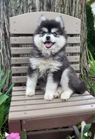 Tina, a female Alaskan Husky for sale in Fountain City, IN – 7 of 7