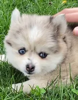 Joyce, a female Pomsky for sale in Fountain City, IN – 6 of 7
