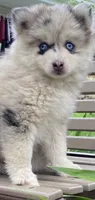 Sheila, a female Pomsky for sale in Fountain City, IN – 6 of 6
