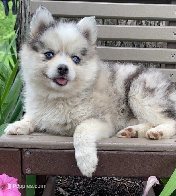 Carol – Alaskan Husky, Pomsky puppy for sale in Fountain City, IN