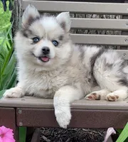 Carol, a female Alaskan Husky and Pomsky for sale in Fountain City, IN – 1 of 5