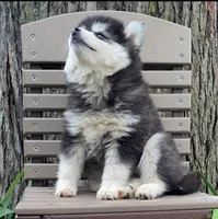 Tina, a female Alaskan Husky for sale in Fountain City, IN – 3 of 7