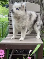 Carol, a female Alaskan Husky and Pomsky for sale in Fountain City, IN – 4 of 5