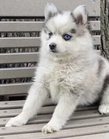 Carol, a female Alaskan Husky and Pomsky for sale in Fountain City, IN – 2 of 5