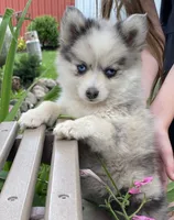 Carol, a female Alaskan Husky and Pomsky for sale in Fountain City, IN – 3 of 5