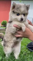 Joyce, a female Pomsky for sale in Fountain City, IN – 5 of 7