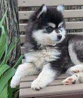 Tina, a female Alaskan Husky for sale in Fountain City, IN – 2 of 7