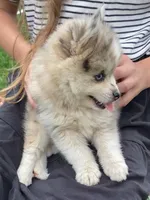 Joyce, a female Pomsky for sale in Fountain City, IN – 4 of 7