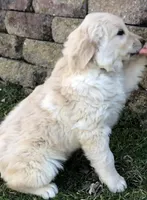 Rover, a male Golden Retriever for sale in Fountain City, IN – Photo 3 of 8
