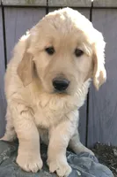 Rover, a male Golden Retriever for sale in Fountain City, IN – Photo 1 of 8