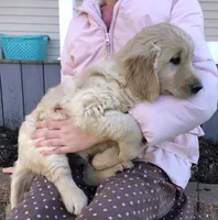 Rover, a male Golden Retriever for sale in Fountain City, IN – Photo 5 of 8