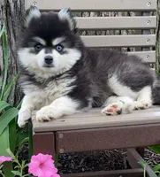 Tina, a female Alaskan Husky for sale in Fountain City, IN – 6 of 7