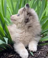 Sheila, a female Pomsky for sale in Fountain City, IN – 4 of 6