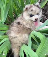 Sheila, a female Pomsky for sale in Fountain City, IN – 5 of 6