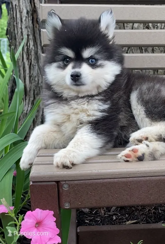 Tina – Alaskan Husky puppy for sale in Fountain City, IN
