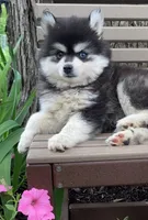 Tina, a female Alaskan Husky for sale in Fountain City, IN – 1 of 7