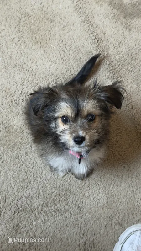 Suki  – Maltipoo puppy for sale in Accomac, VA