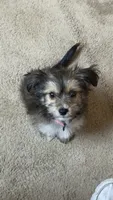 Suki , a female Maltipoo for sale in Accomac, VA – 1 of 10