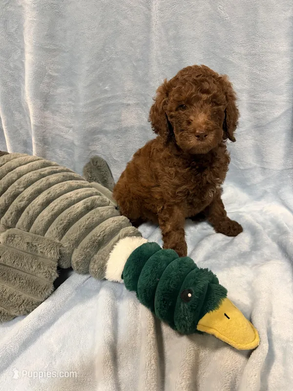 White – Poodle - Standard  puppy for sale in Whitney, TX