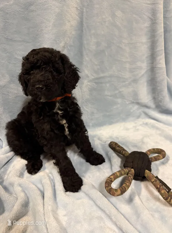 Orange – Poodle - Standard  puppy for sale in Whitney, TX