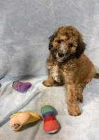 Green, a male Poodle - Standard  for sale in Whitney, TX – Photo 1 of 2