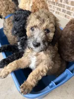 Green, a male Poodle - Standard  for sale in Whitney, TX – Photo 2 of 2
