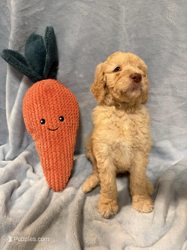 Red – Poodle - Standard  puppy for sale in Whitney, TX