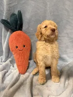 Red, a male Poodle - Standard  for sale in Whitney, TX – Photo 1 of 2