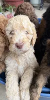 Red, a male Poodle - Standard  for sale in Whitney, TX – Photo 2 of 2