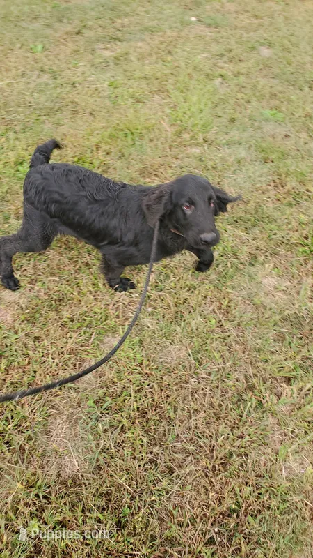 Brown Boy – Flat Coated Retriever puppy for sale in Monroeville, NJ