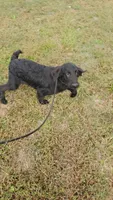 Brown Boy, a male Flat Coated Retriever for sale in Monroeville, NJ – 1 of 10