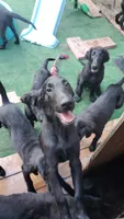 Brown Boy, a male Flat Coated Retriever for sale in Monroeville, NJ – 10 of 10