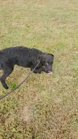 Brown Boy, a male Flat Coated Retriever for sale in Monroeville, NJ – 7 of 10