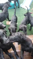 Brown Boy, a male Flat Coated Retriever for sale in Monroeville, NJ – 2 of 10