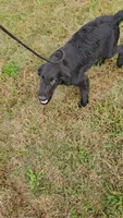 Brown Boy, a male Flat Coated Retriever for sale in Monroeville, NJ – 6 of 10