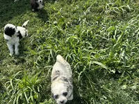 Nova, a female Miniature Bernedoodle and Golden Mountain Doodle for sale in Moulton, IA – 8 of 9