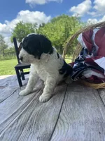 Oliver, a male Miniature Bernedoodle for sale in Moulton, IA – 2 of 6