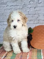 Kase , a male Miniature Bernedoodle and Miniature Aussiedoodle for sale in Moulton, IA – 3 of 5
