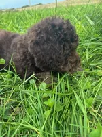 Theo, a male Cockapoo for sale in Moulton, IA – 4 of 6