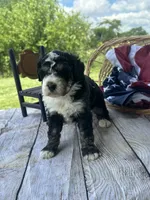 Willow, a female Miniature Bernedoodle for sale in Moulton, IA – 3 of 5