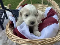Max, a male Miniature Bernedoodle and Golden Mountain Doodle for sale in Moulton, IA – 3 of 7