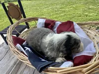 Maggie, a female Miniature Bernedoodle and Golden Mountain Doodle for sale in Moulton, IA – 2 of 7