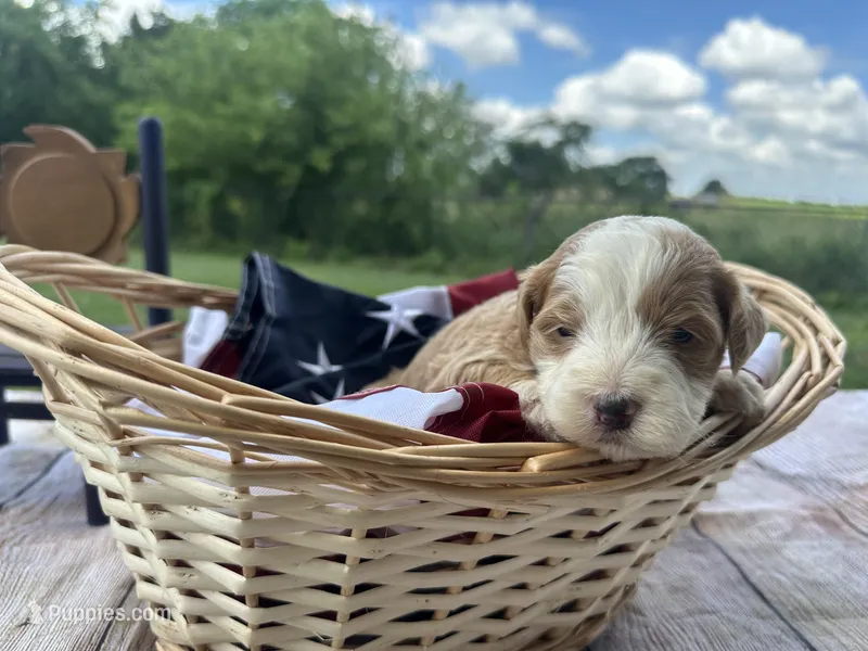 Bella – Miniature Bernedoodle, Golden Mountain Doodle puppy for sale in Moulton, IA