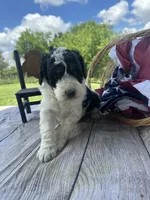 Oliver, a male Miniature Bernedoodle for sale in Moulton, IA – 6 of 6