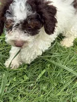 Benny, a male Cockapoo for sale in Moulton, IA – 2 of 6