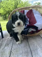 Chloe, a female Miniature Bernedoodle for sale in Moulton, IA – 2 of 5