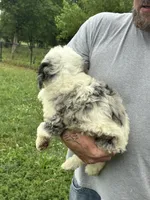 Nova, a female Miniature Bernedoodle and Golden Mountain Doodle for sale in Moulton, IA – 4 of 9