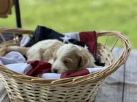 Harley , a male Miniature Bernedoodle and Golden Mountain Doodle for sale in Moulton, IA – 3 of 6